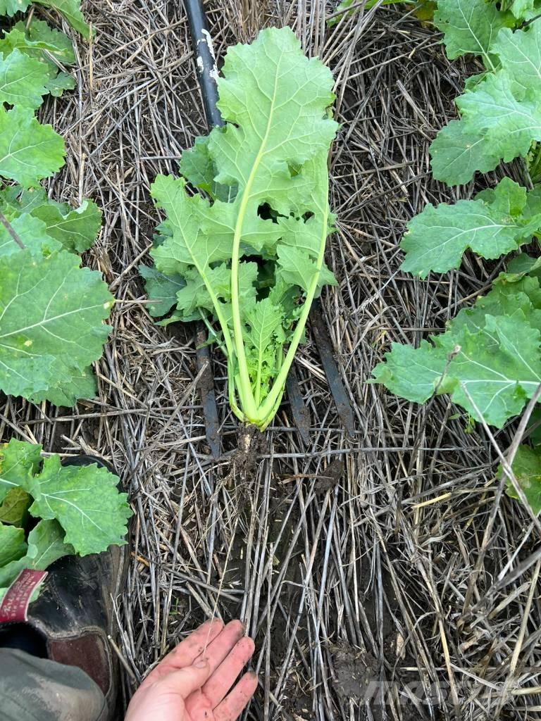 Horsch Focus 6 TD Såmaskiner