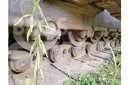 CAT D9H Bandschaktare