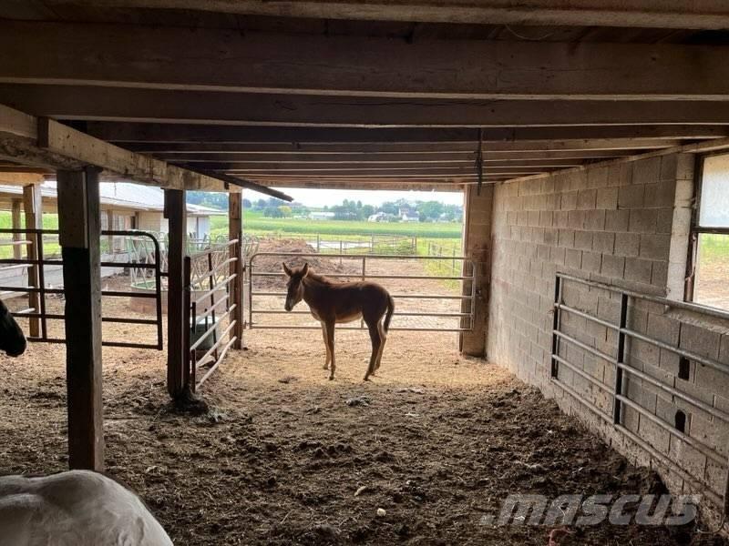  Mule Colt Övrig inomgårdsutrustning