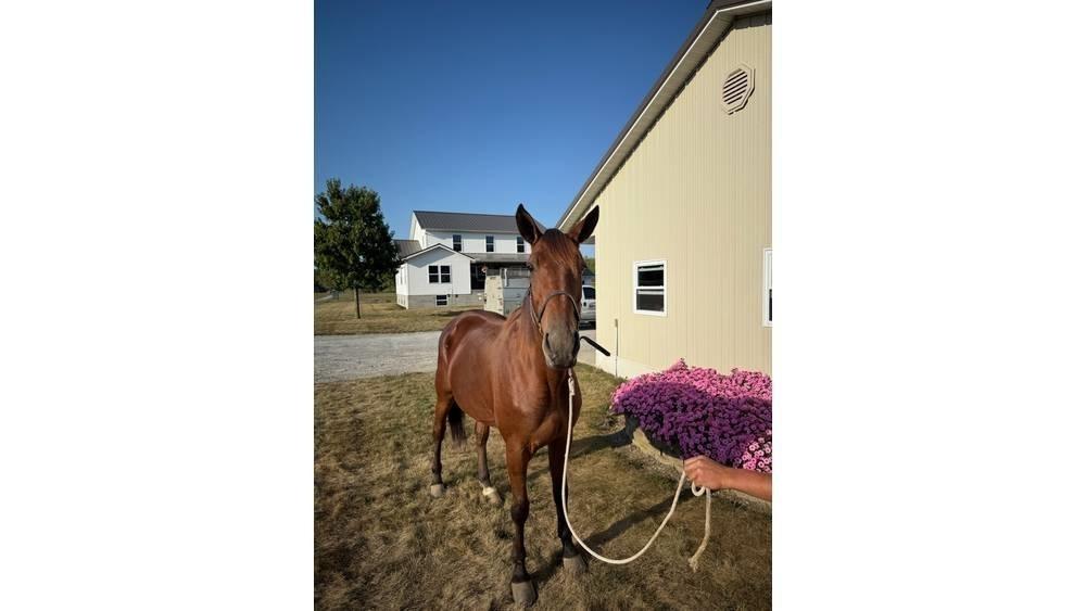  Horse Standardbred Övrig inomgårdsutrustning