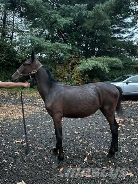  Horse Standardbred Övrig inomgårdsutrustning