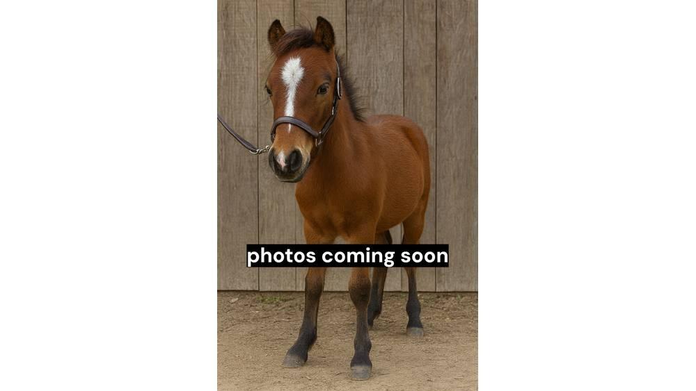  Pony Stallion 35in Mjölkningsutrustning
