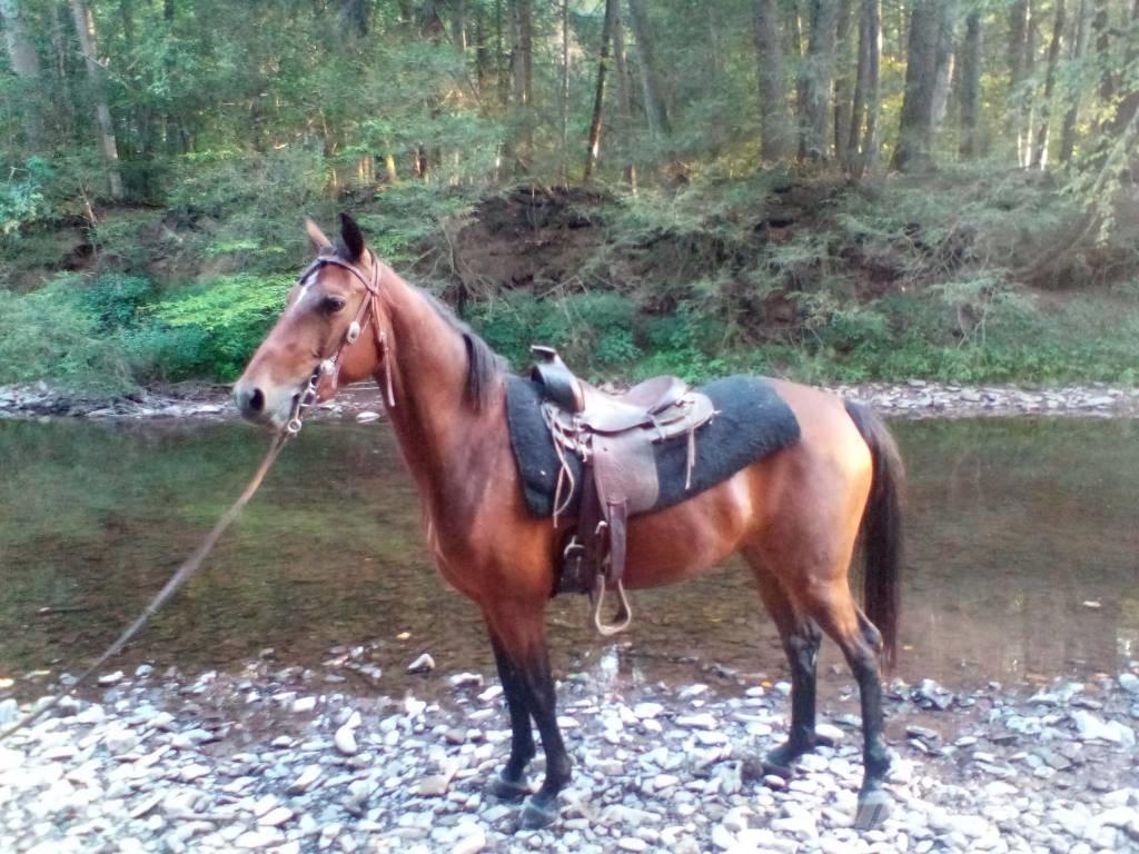 Morgan Mare Övrig inomgårdsutrustning