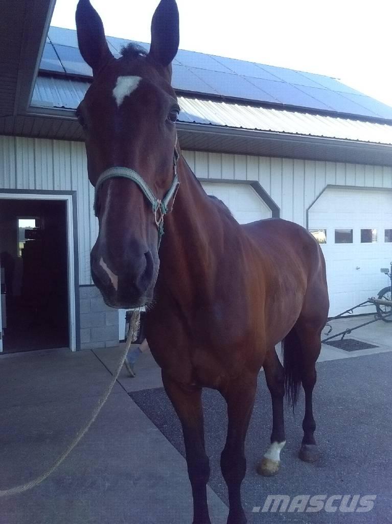  Standardbred Gelding Mjölkningsutrustning