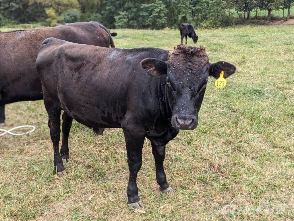 Bull (Organic Farm) Mjölkningsutrustning