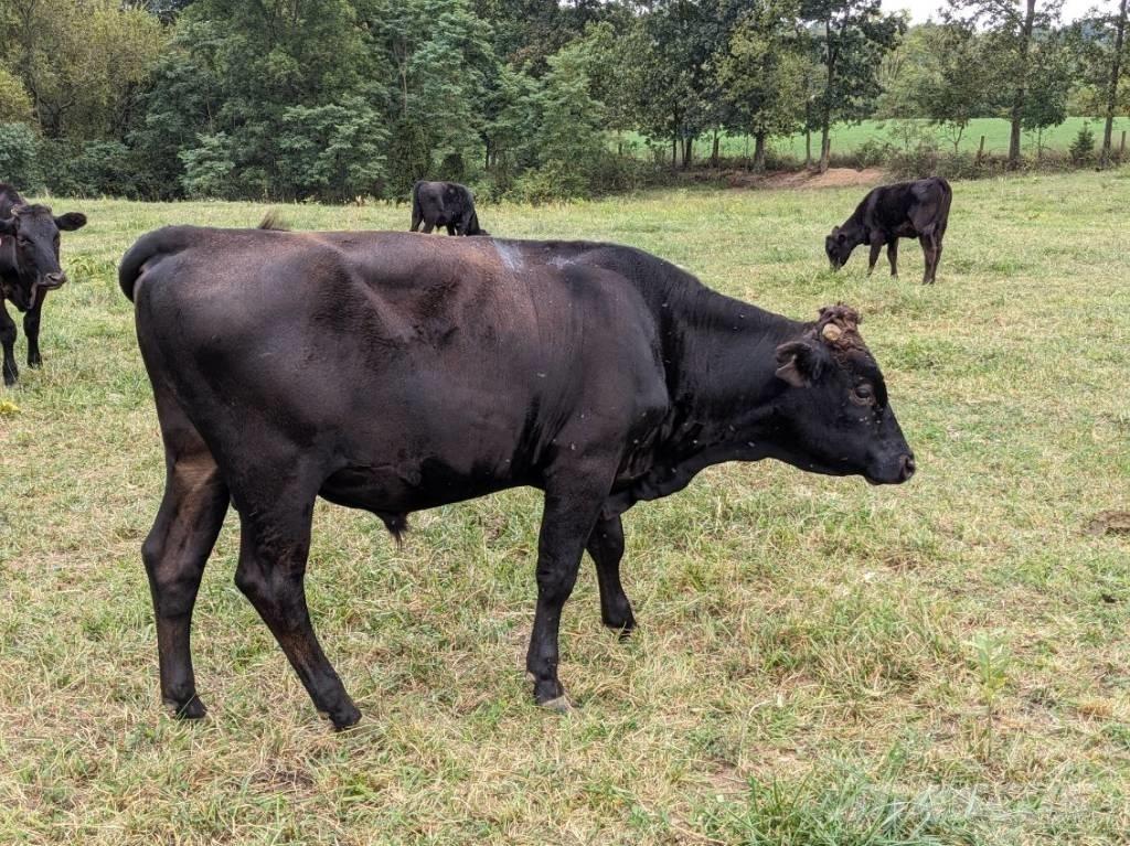 Bull (Organic Farm) Mjölkningsutrustning