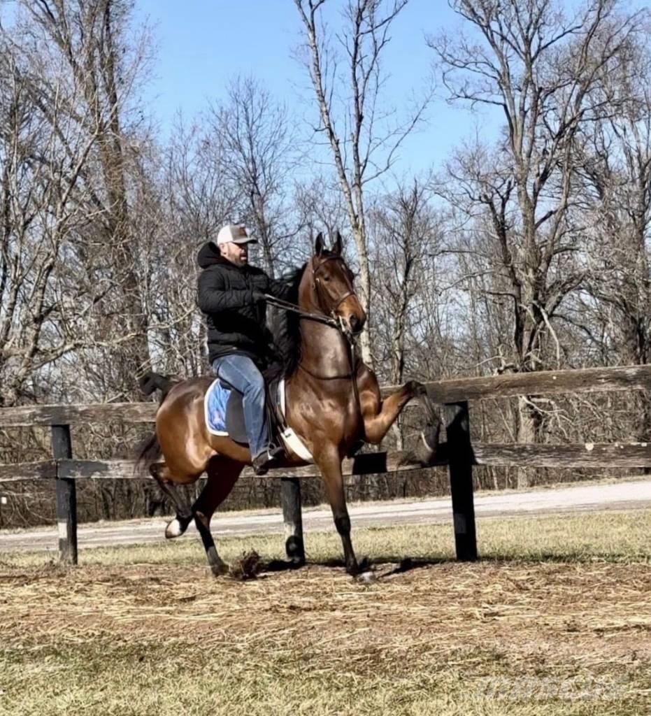  Horse Saddlebred Övrig inomgårdsutrustning