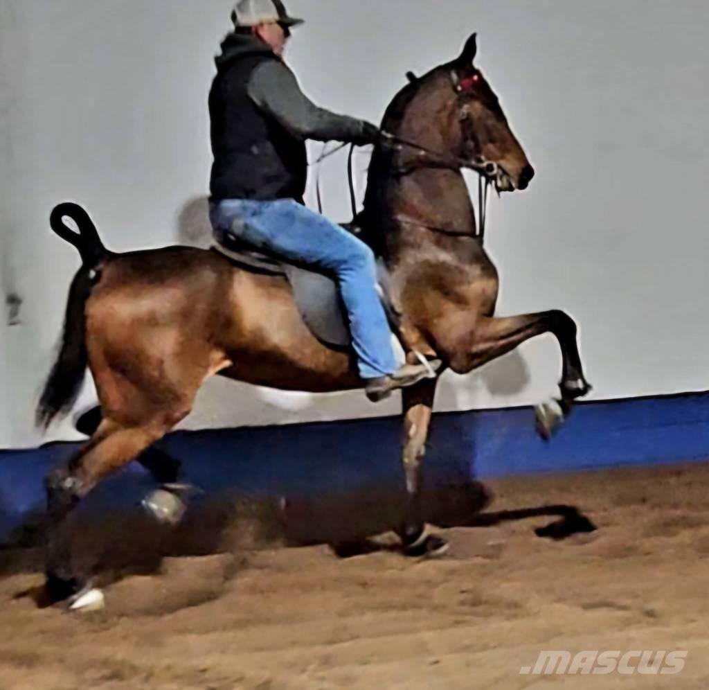  Horse Saddlebred Övrig inomgårdsutrustning