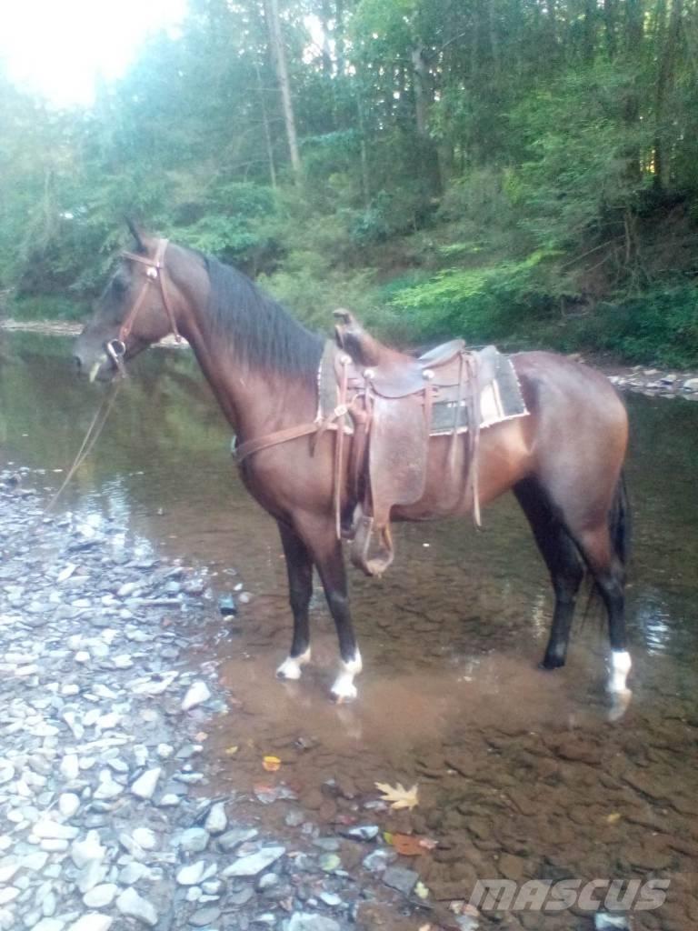  Horse Standaredbred Övrig inomgårdsutrustning