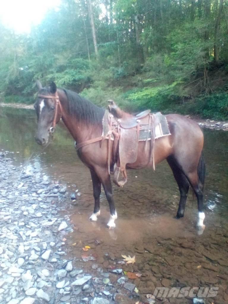  Horse Standaredbred Övrig inomgårdsutrustning