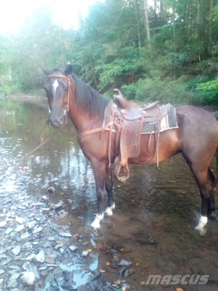 Horse Standaredbred Övrig inomgårdsutrustning
