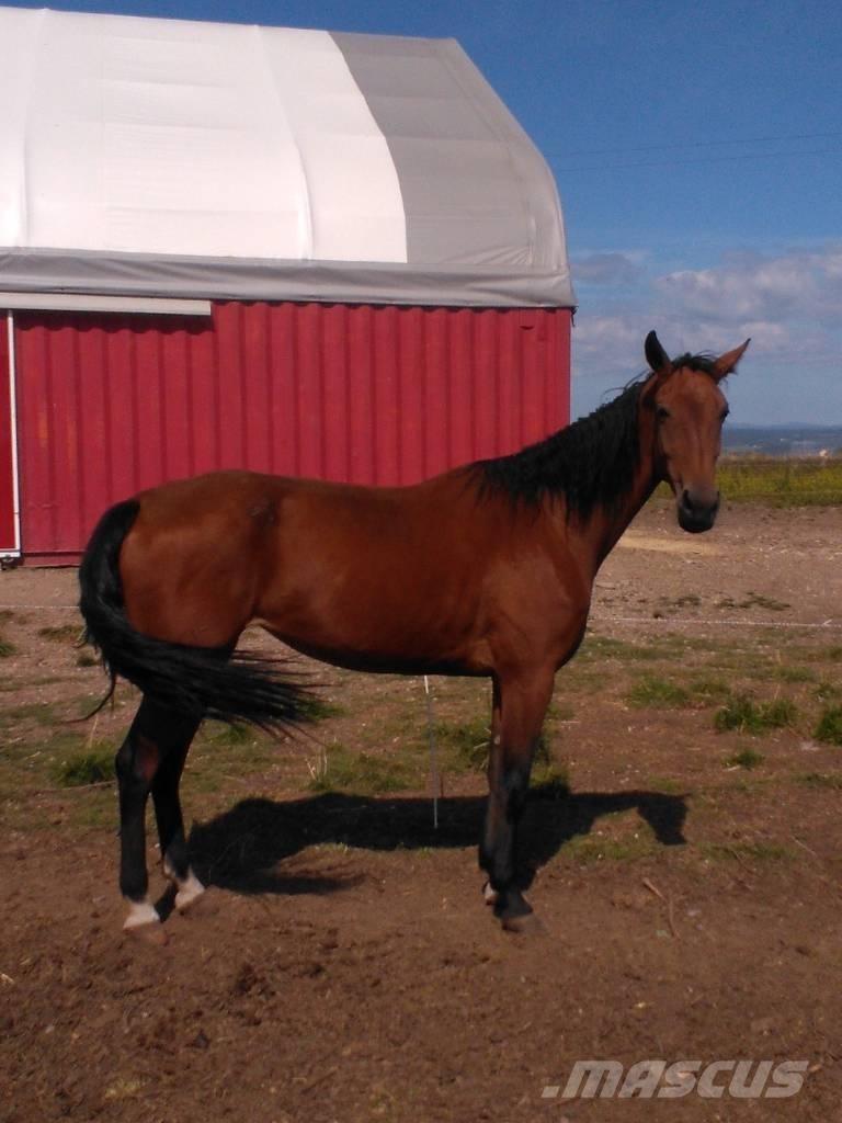  Horse Family Övrig inomgårdsutrustning