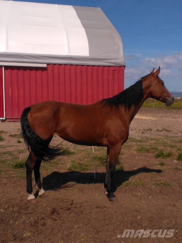  Horse Family Övrig inomgårdsutrustning