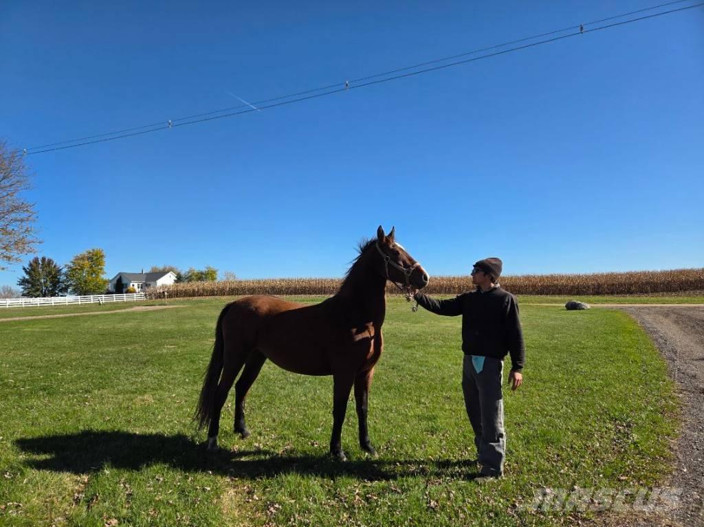  Horse Mare Övrig inomgårdsutrustning