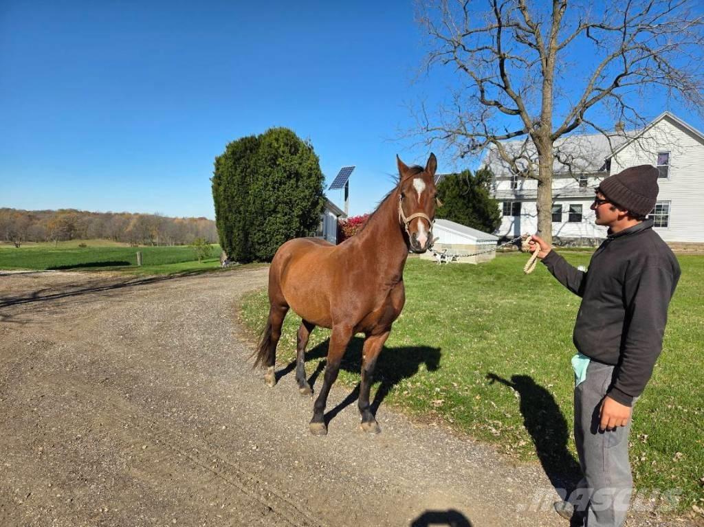 Horse Mare Övrig inomgårdsutrustning