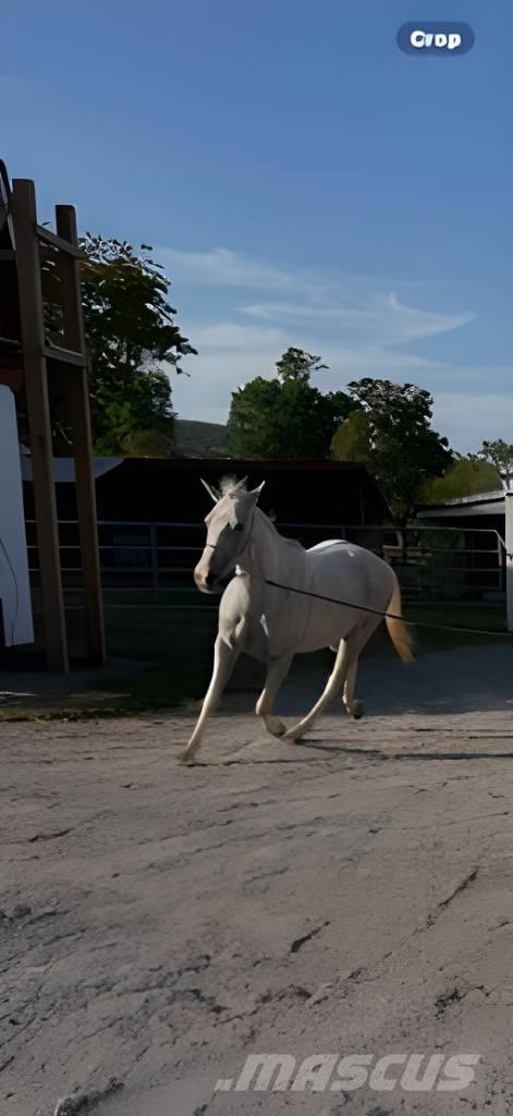  Horse Mare Övrig inomgårdsutrustning