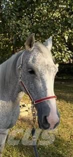  Horse Mare Övrig inomgårdsutrustning