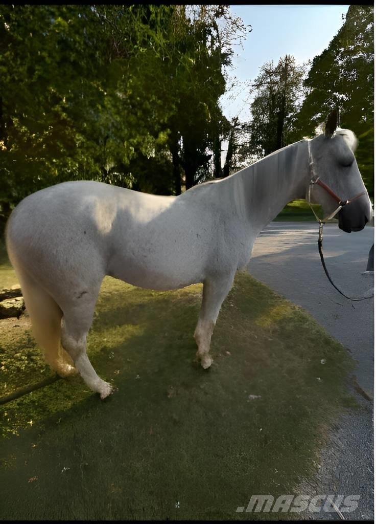  Horse Mare Övrig inomgårdsutrustning
