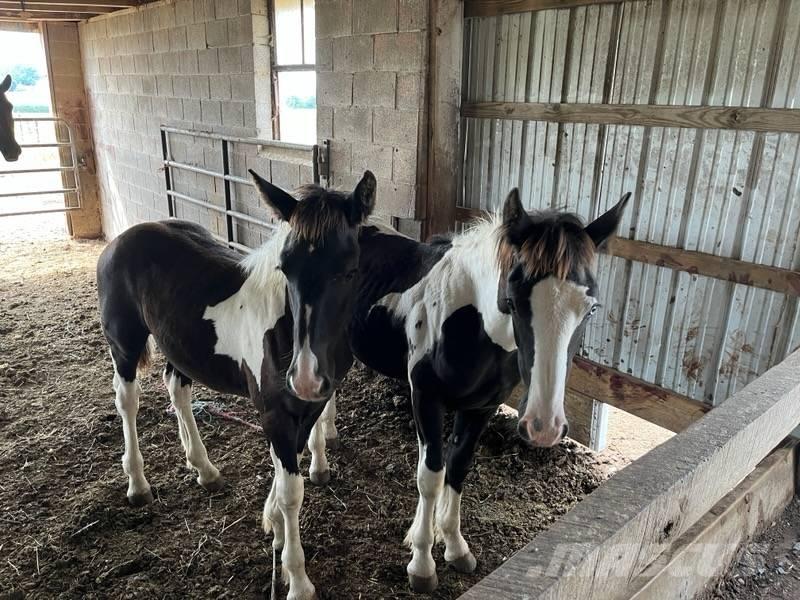  Horse Male Övrig inomgårdsutrustning